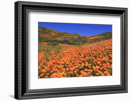 Poppies, Chino Hills State Park, California, United States of America, North America-Richard Cummins-Framed Photographic Print