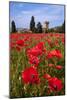 Poppies Close and Personal-Michael Blanchette-Mounted Photographic Print