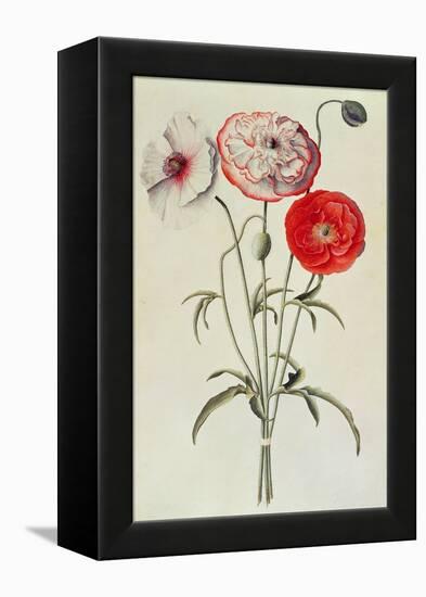 Poppies: Corn (Papaver Rhoeas)-Georg Dionysius Ehret-Framed Premier Image Canvas