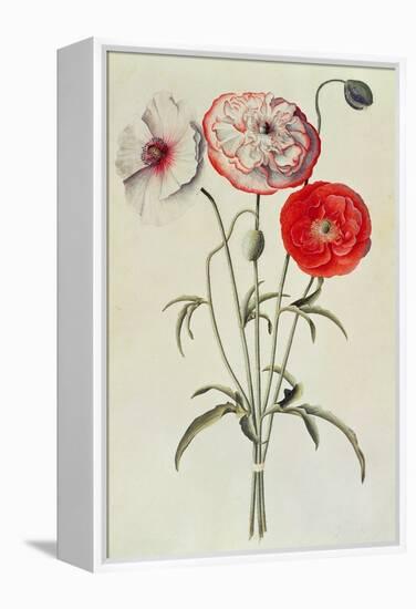 Poppies: Corn (Papaver Rhoeas)-Georg Dionysius Ehret-Framed Premier Image Canvas