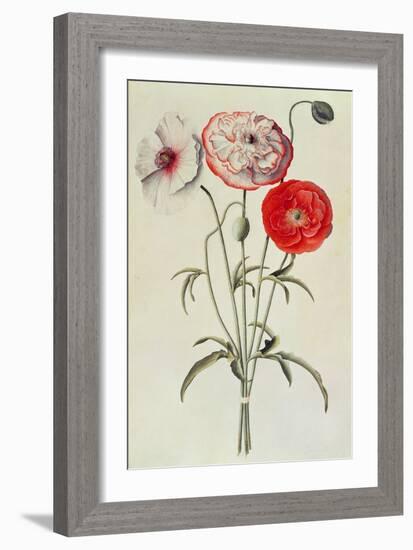 Poppies: Corn (Papaver Rhoeas)-Georg Dionysius Ehret-Framed Giclee Print