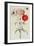 Poppies: Corn (Papaver Rhoeas)-Georg Dionysius Ehret-Framed Giclee Print