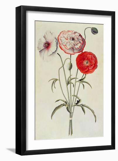 Poppies: Corn (Papaver Rhoeas)-Georg Dionysius Ehret-Framed Giclee Print