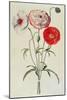 Poppies: Corn (Papaver Rhoeas)-Georg Dionysius Ehret-Mounted Giclee Print