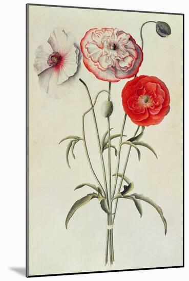 Poppies: Corn (Papaver Rhoeas)-Georg Dionysius Ehret-Mounted Giclee Print