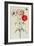 Poppies: Corn (Papaver Rhoeas)-Georg Dionysius Ehret-Framed Giclee Print