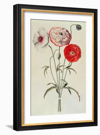 Poppies: Corn (Papaver Rhoeas)-Georg Dionysius Ehret-Framed Giclee Print