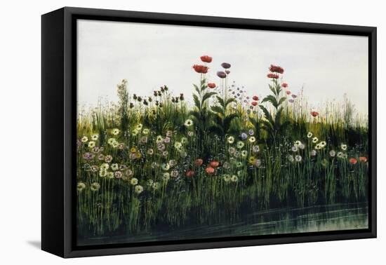 Poppies, Daisies and Thistles on a River Bank-Andrew Nicholl-Framed Premier Image Canvas