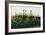 Poppies, Daisies and Thistles on a River Bank-Andrew Nicholl-Framed Giclee Print