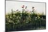 Poppies, Daisies and Thistles on a River Bank-Andrew Nicholl-Mounted Giclee Print