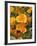 Poppies (Eschscholzia Californica)-Tony Craddock-Framed Photographic Print