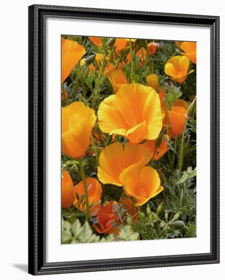 Poppies (Eschscholzia Californica)-Tony Craddock-Framed Photographic Print