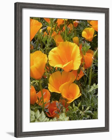 Poppies (Eschscholzia Californica)-Tony Craddock-Framed Photographic Print