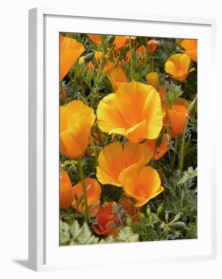 Poppies (Eschscholzia Californica)-Tony Craddock-Framed Photographic Print