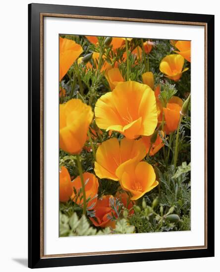 Poppies (Eschscholzia Californica)-Tony Craddock-Framed Photographic Print