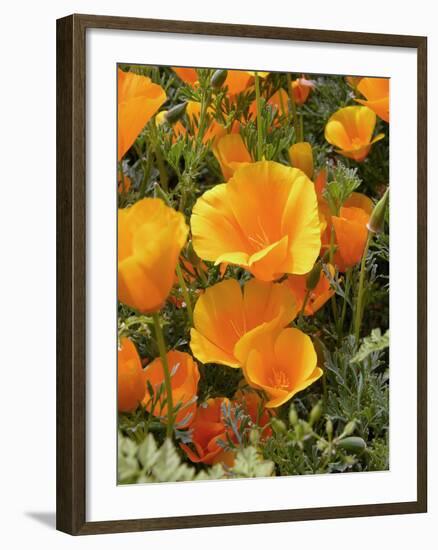 Poppies (Eschscholzia Californica)-Tony Craddock-Framed Photographic Print