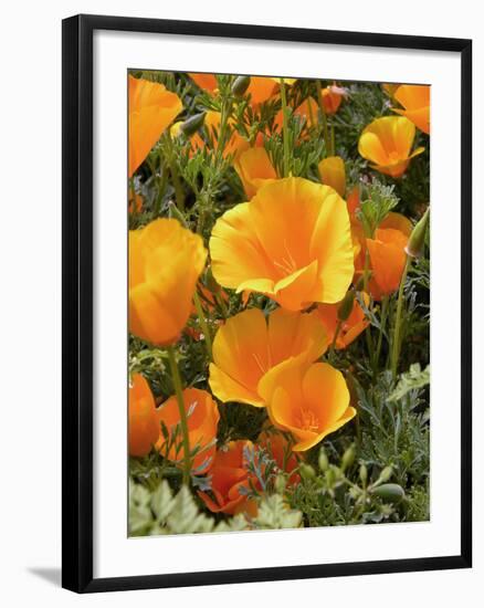 Poppies (Eschscholzia Californica)-Tony Craddock-Framed Photographic Print