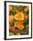 Poppies (Eschscholzia Californica)-Tony Craddock-Framed Photographic Print