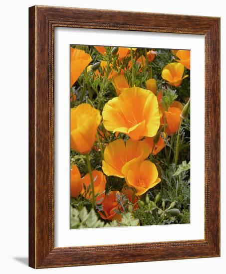 Poppies (Eschscholzia Californica)-Tony Craddock-Framed Photographic Print