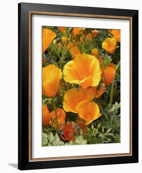 Poppies (Eschscholzia Californica)-Tony Craddock-Framed Photographic Print