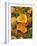 Poppies (Eschscholzia Californica)-Tony Craddock-Framed Photographic Print