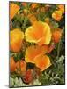 Poppies (Eschscholzia Californica)-Tony Craddock-Mounted Photographic Print