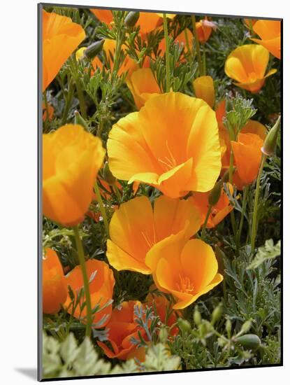 Poppies (Eschscholzia Californica)-Tony Craddock-Mounted Photographic Print