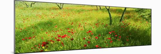 Poppies field in bloom, Umbria, Italy-null-Mounted Photographic Print