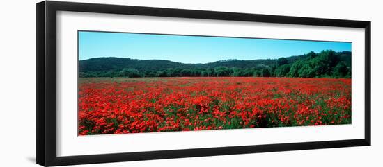 Poppies Field in Spring, Provence-Alpes-Cote D'Azur, France-null-Framed Photographic Print