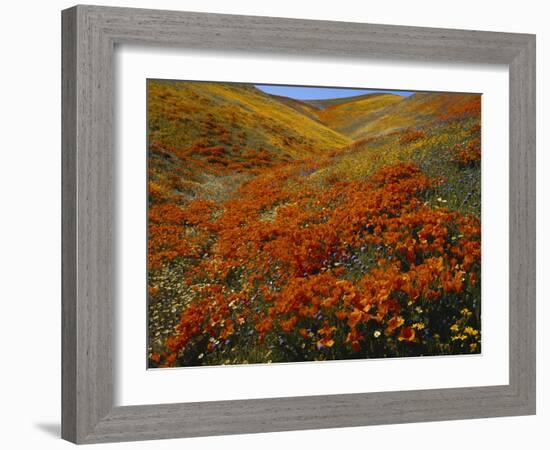 Poppies Growing on Valley, Antelope Valley, California, USA-Scott T. Smith-Framed Photographic Print