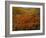 Poppies Growing on Valley, Antelope Valley, California, USA-Scott T. Smith-Framed Photographic Print