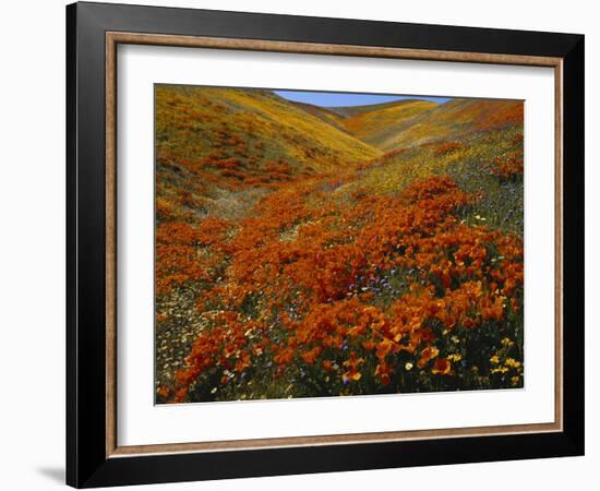 Poppies Growing on Valley, Antelope Valley, California, USA-Scott T. Smith-Framed Photographic Print