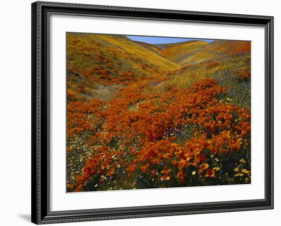 Poppies Growing on Valley, Antelope Valley, California, USA-Scott T. Smith-Framed Photographic Print