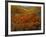 Poppies Growing on Valley, Antelope Valley, California, USA-Scott T. Smith-Framed Photographic Print