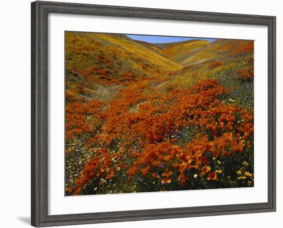 Poppies Growing on Valley, Antelope Valley, California, USA-Scott T. Smith-Framed Photographic Print