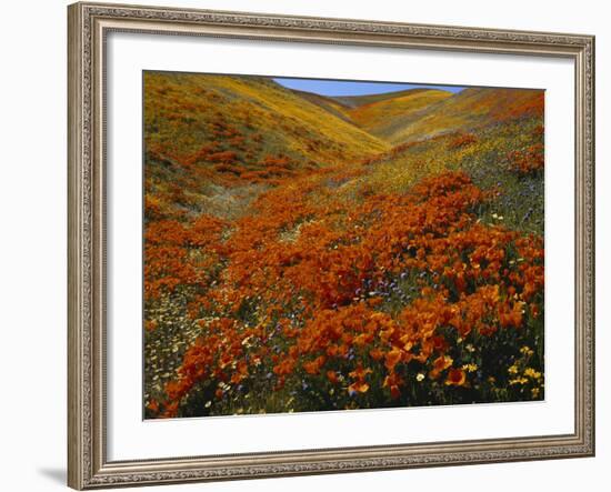 Poppies Growing on Valley, Antelope Valley, California, USA-Scott T. Smith-Framed Photographic Print