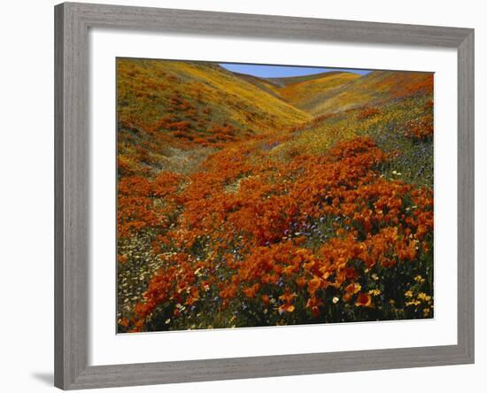 Poppies Growing on Valley, Antelope Valley, California, USA-Scott T. Smith-Framed Photographic Print