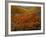 Poppies Growing on Valley, Antelope Valley, California, USA-Scott T. Smith-Framed Photographic Print