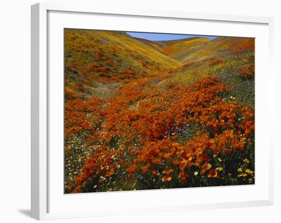 Poppies Growing on Valley, Antelope Valley, California, USA-Scott T. Smith-Framed Photographic Print