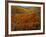 Poppies Growing on Valley, Antelope Valley, California, USA-Scott T. Smith-Framed Photographic Print