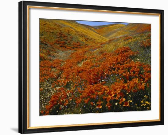 Poppies Growing on Valley, Antelope Valley, California, USA-Scott T. Smith-Framed Photographic Print