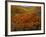 Poppies Growing on Valley, Antelope Valley, California, USA-Scott T. Smith-Framed Photographic Print