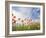 Poppies, Highland of Castelluccio Di Norcia, Norcia, Umbria, Italy, Europe-Angelo Cavalli-Framed Photographic Print