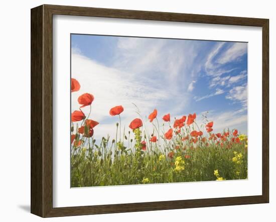 Poppies, Highland of Castelluccio Di Norcia, Norcia, Umbria, Italy, Europe-Angelo Cavalli-Framed Photographic Print