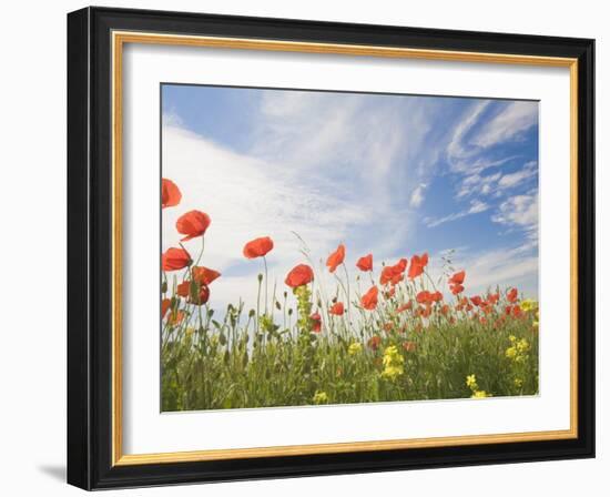 Poppies, Highland of Castelluccio Di Norcia, Norcia, Umbria, Italy, Europe-Angelo Cavalli-Framed Photographic Print