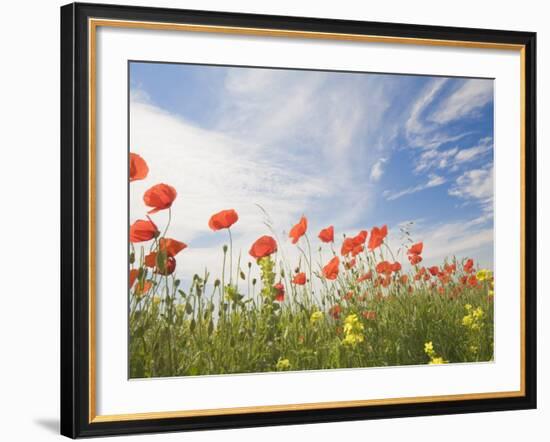 Poppies, Highland of Castelluccio Di Norcia, Norcia, Umbria, Italy, Europe-Angelo Cavalli-Framed Photographic Print