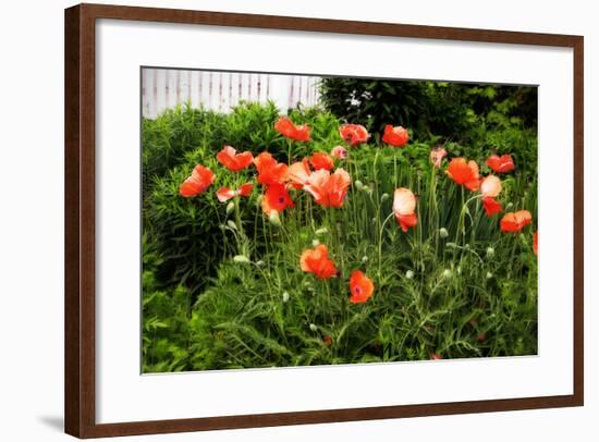 Poppies I-Alan Hausenflock-Framed Photographic Print