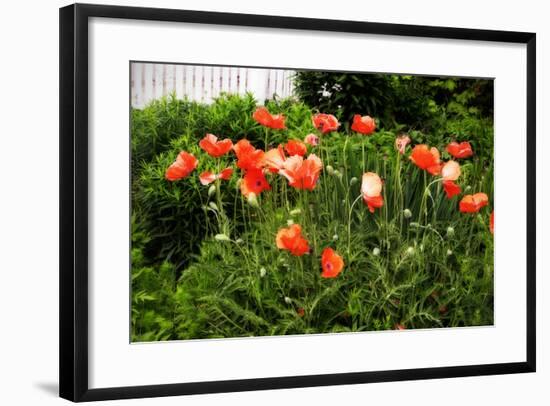 Poppies I-Alan Hausenflock-Framed Photographic Print