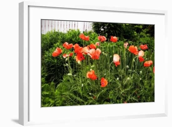 Poppies I-Alan Hausenflock-Framed Photographic Print