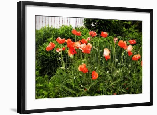 Poppies I-Alan Hausenflock-Framed Photographic Print